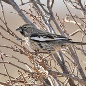 Lark Bunting